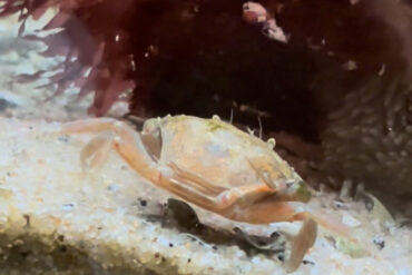 Krabbe im Besucherzentrum Wattenmeer Norderney